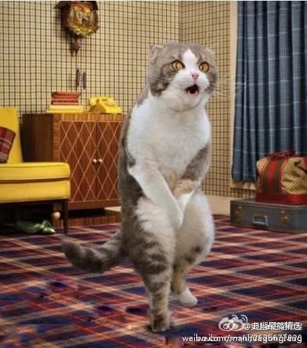 天鹅索套好看吗