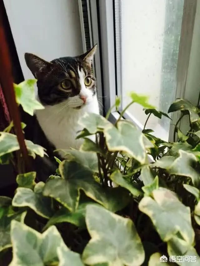猫咪领养吧