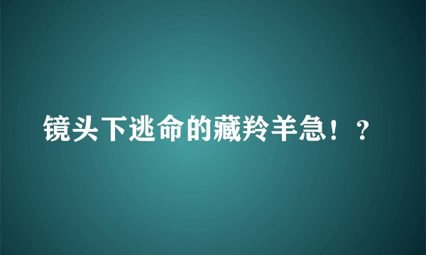 镜头下逃命的藏羚羊急！？