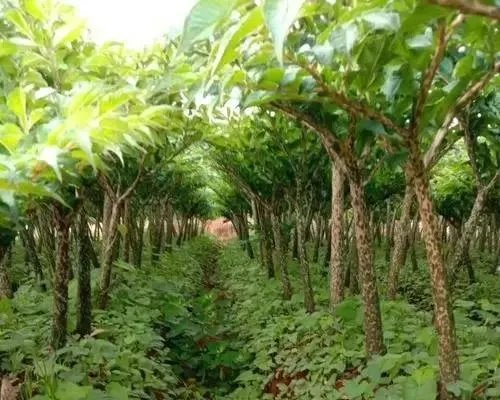 魔芋彭大时怎样追肥料?
