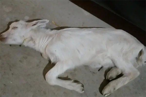 村民自家地丢毒玉米粒，致9羊死被判缓刑！如何解读高判决？