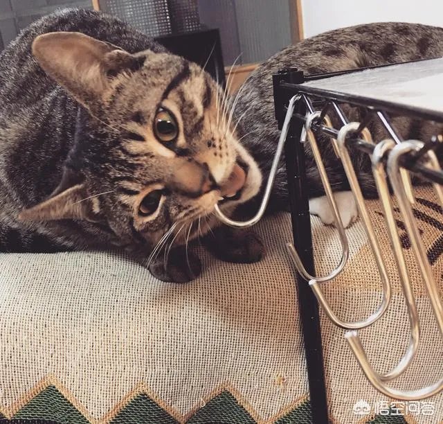 猫咪领养吧