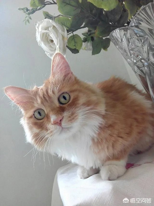 猫咪领养吧