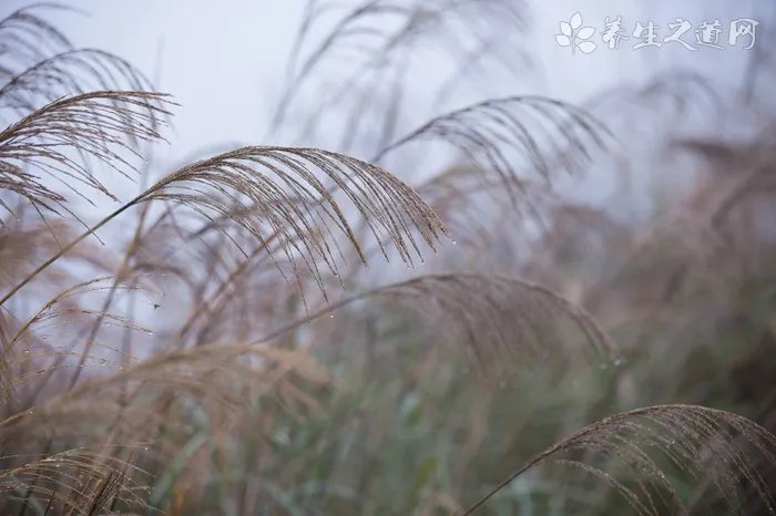 2015年苏迪曼杯(东莞)羽毛球比赛赛程 视频直播时间表