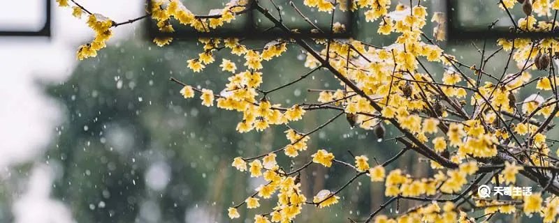 聊赠一枝春的上一句
