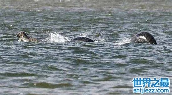 温德米尔湖水怪事件,不少人猜测只是普通的大型鱼类