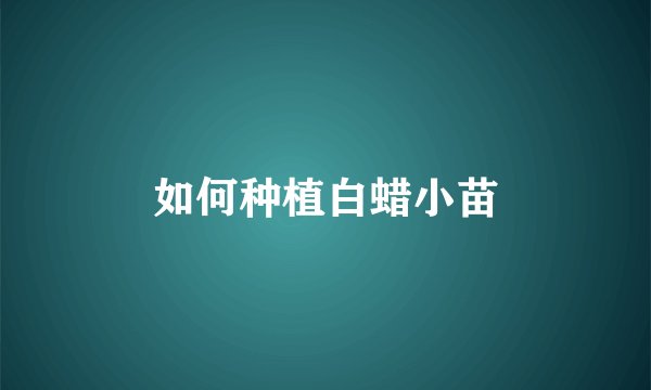如何种植白蜡小苗