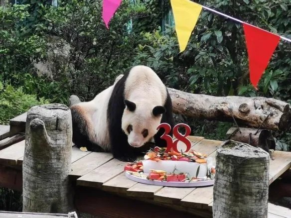 世上现存最年长熊猫迎38岁生日 最年长熊猫38岁生日