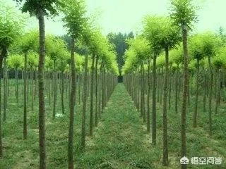 沧县附近有哪些种植出售国槐树苗的地方?