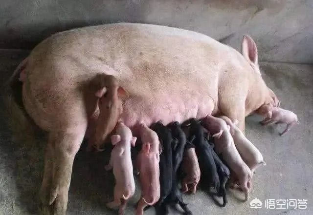 现在猪仔的价格是多少？