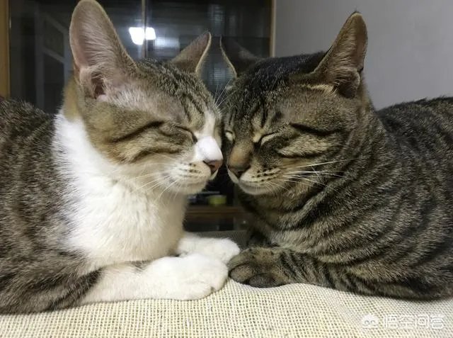 猫咪领养吧