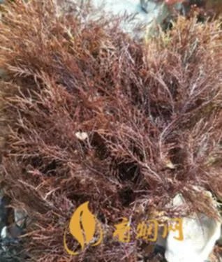 石花世纪红多少钱一瓶?