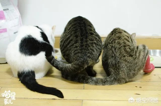 猫咪领养吧