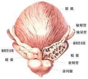 北京前列腺症状及治疗?
