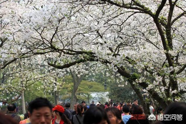 男子在武大疯狂摇晃樱花树制造樱花雨,学生发帖请求放过樱花树,你怎么看?
