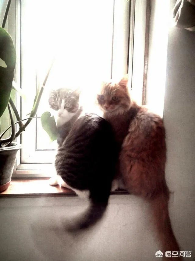 猫咪领养吧