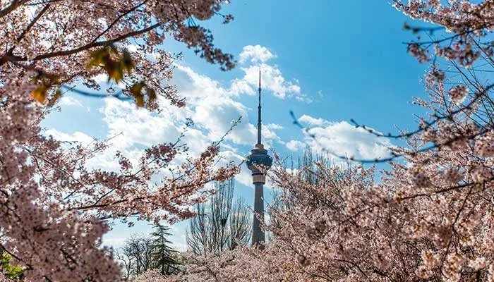2021北京玉渊潭樱花节时间 