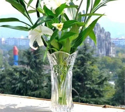 水养富贵竹叶子发黄怎么办 水养富贵竹叶子发黄解决办法