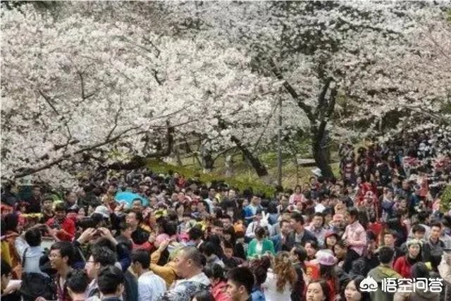 男子在武大疯狂摇晃樱花树制造樱花雨,学生发帖请求放过樱花树,你怎么看?