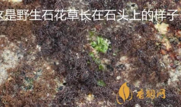 石花世纪红多少钱一瓶?