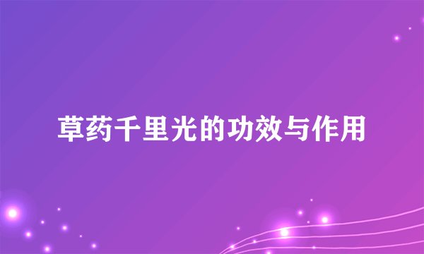 草药千里光的功效与作用