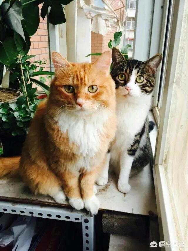 猫咪领养吧