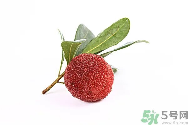 杨梅里面的虫子是什么是蛆吗?杨梅里的虫子有害吗?