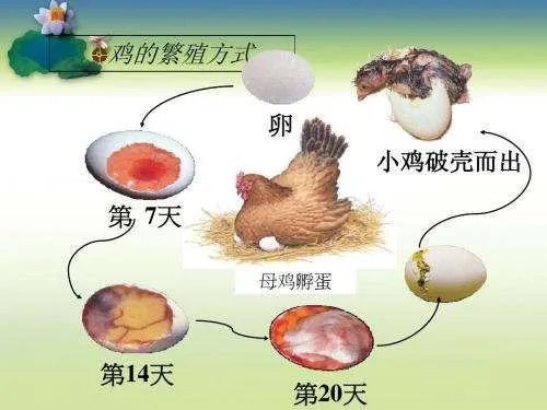 小鸡是由鸡蛋的什么发育而成的？