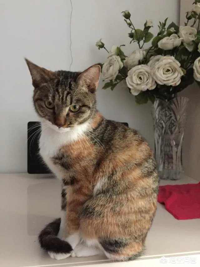 猫咪领养吧