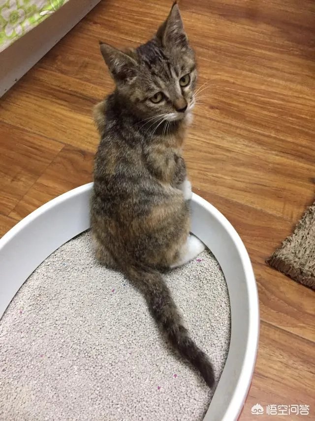 猫咪领养吧