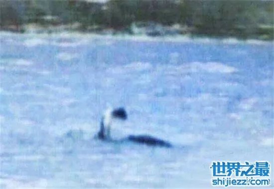 温德米尔湖水怪事件,不少人猜测只是普通的大型鱼类
