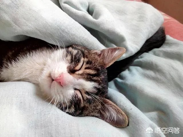 猫咪领养吧