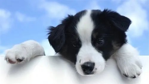 羊被冻死牧羊犬贴身供暖试图唤醒 边牧聪明又有情