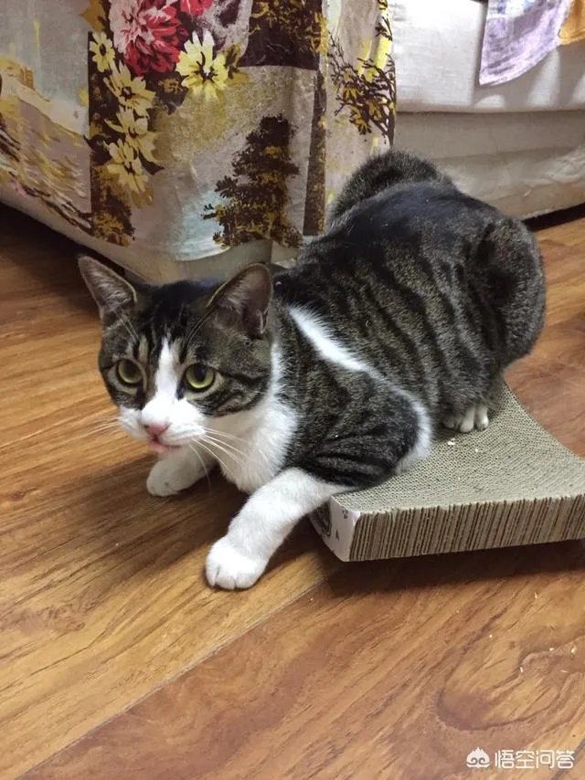 猫咪领养吧