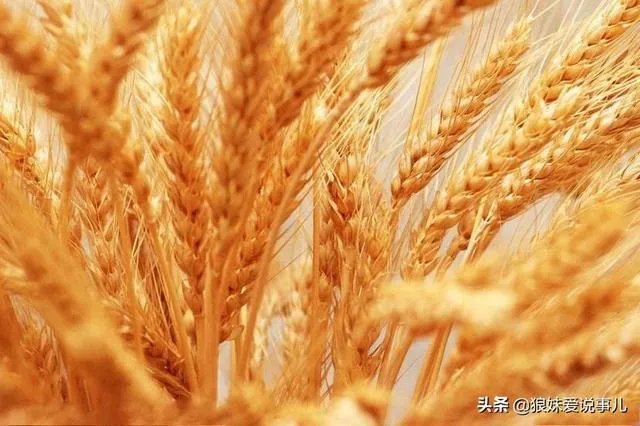 疫情尚未结束，多国禁止粮食出口，老百姓需要囤积粮食吗？