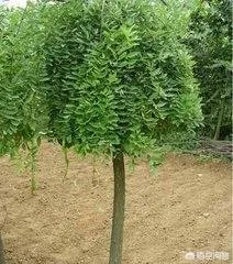 沧县附近有哪些种植出售国槐树苗的地方?