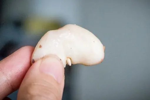 如何才能快速剥菱角?