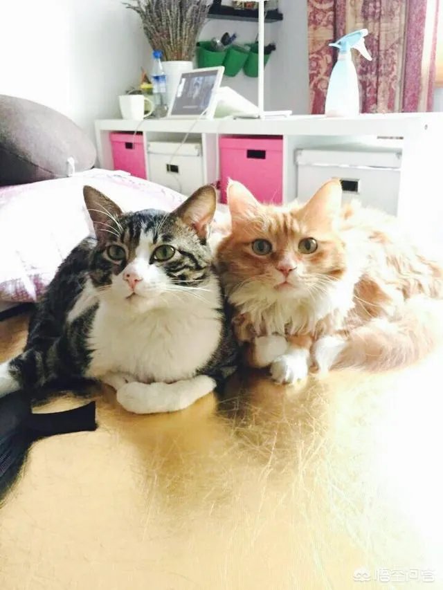 猫咪领养吧