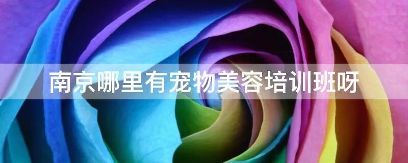 南京哪里有宠物美容培训班呀