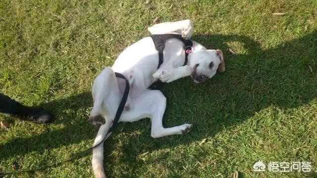 拉布拉多犬是万能犬,为什么很多人想养却不敢养?