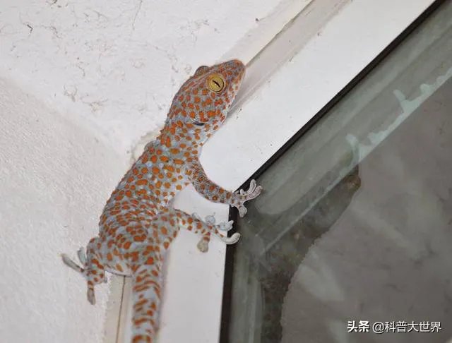 壁虎科的介绍?