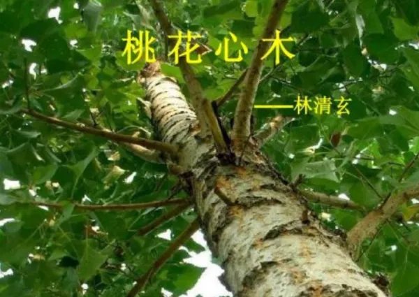 《桃花心木》的主要内容?