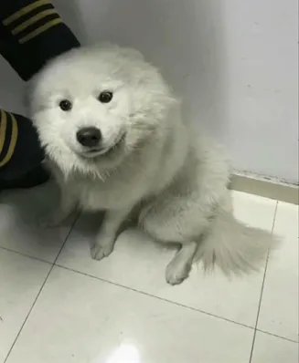 萨摩耶乘地铁离家出走是真的吗?