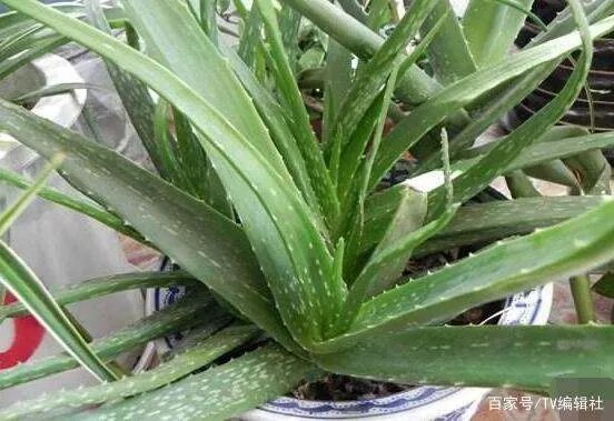 芦荟怎么浇水呢?