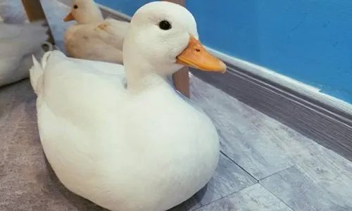 王珞丹微博挂寻鸭启事，你怎么看待这件事？