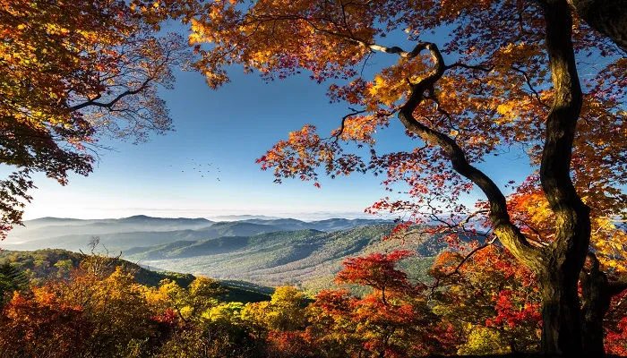 霜叶红于二月花是哪个季节 霜叶红于二月花是什么意思