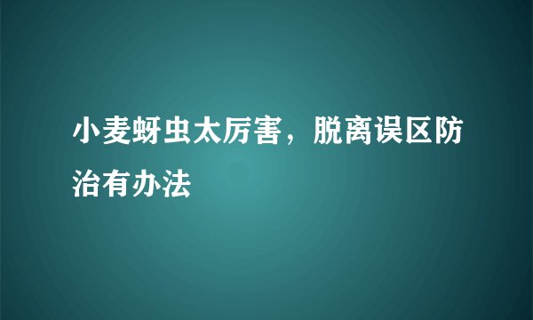 小麦蚜虫太厉害，脱离误区防治有办法