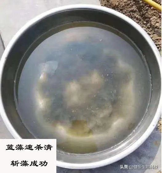 蓝藻爆发的治理措施有哪些?