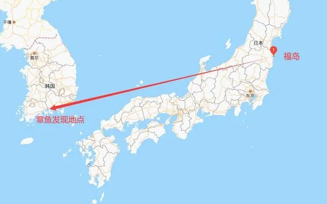 韩国渔民发现32条腿章鱼 专家表示将进行放射性测试