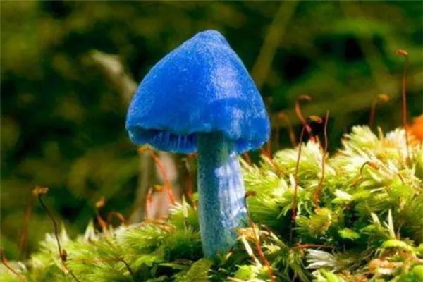 世界十大致命毒蘑菇:焦脚菌上榜,死亡帽毒性最大